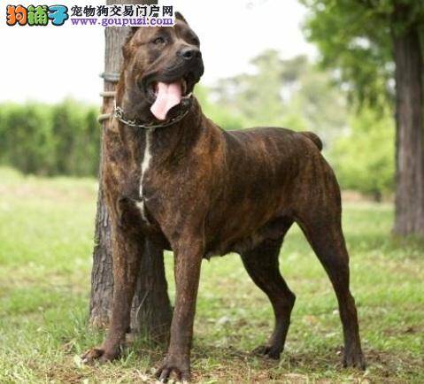 猛犬卡斯罗饲养原则