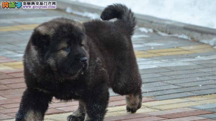 小狗学堂之纠正高加索犬不良习惯的完美三部曲