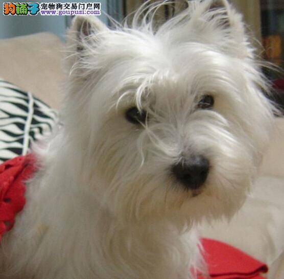 健康之旅 公开讲解西高地掉毛的两大原因