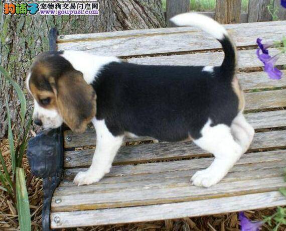 比格犬细小康复后，四肢无力是什么毛病