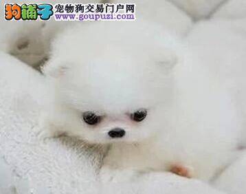 博美犬眼睛肿了还有眼屎是怎么了