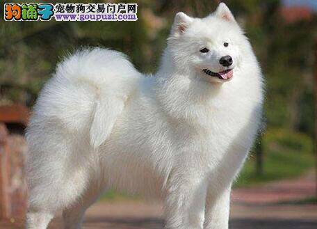 一起看看怎样来挑选微笑的天使萨摩耶犬吧？