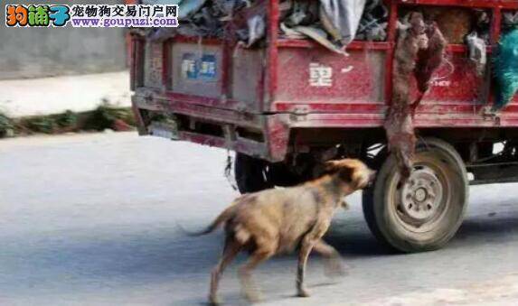 流浪狗为了救自己的孩子跟着三轮车一直跑