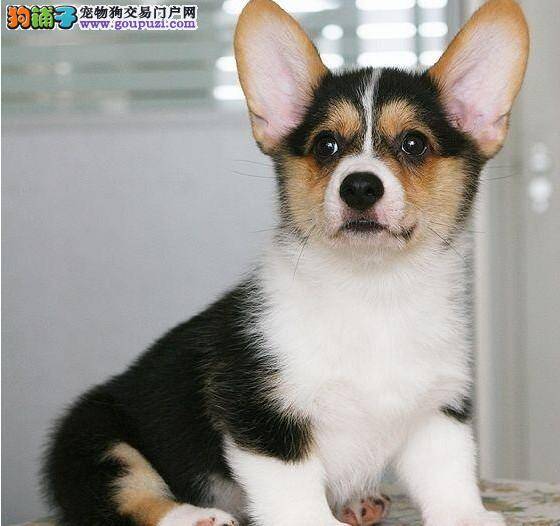 怎样才能买到健康的柯基犬