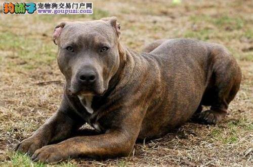 小心驶得万年船 预防比特犬走失的方法