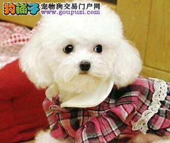 贵宾犬吃完就睡觉不爱动弹有没有事