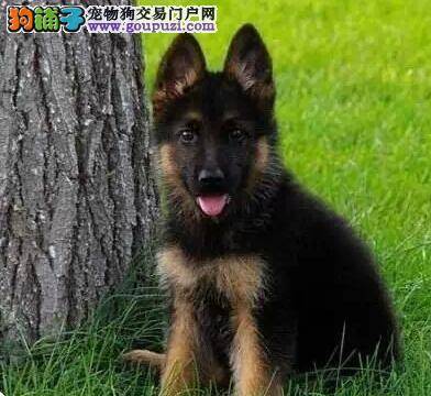 德国牧羊犬的购买细则知多少