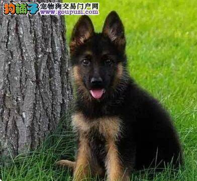 德国牧羊犬眼睛上有层白膜发炎了用什么药好