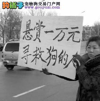 春节鞭炮声此起彼伏，吓死了贵宾犬