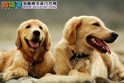 金毛犬健康的标准与简单的判断方法