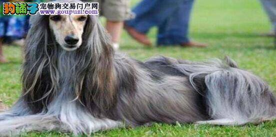 从外形看阿富汗猎犬是不是值得入手