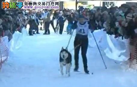 带上爱犬一起滑雪去！看看你们的默契够不够