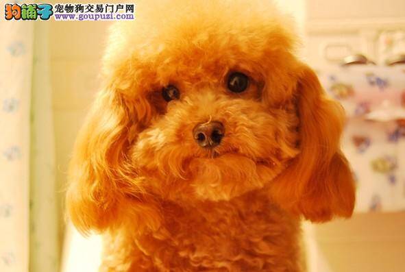 宠物狗知识普及 泰迪犬的品种特点有哪些方面