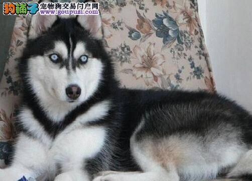 寸金难买寸光阴 斗牛犬延年益寿的关键因素