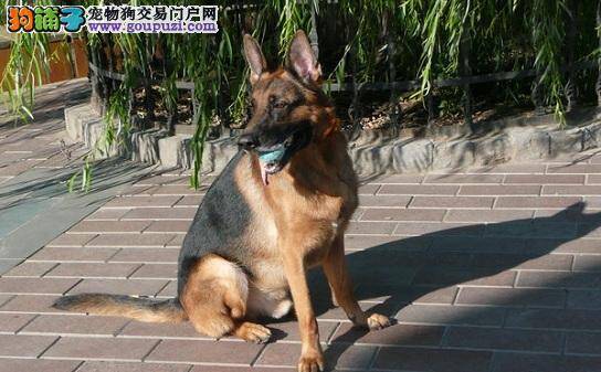 选对玩具，德牧幼犬快乐又安全