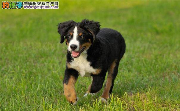 伯恩山犬性格堪称完美 瑞士伯恩山犬曾一度濒临灭绝