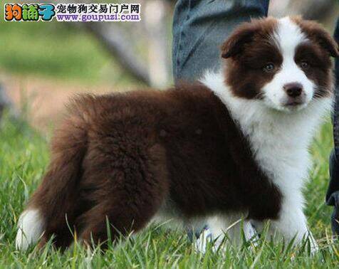 边境牧羊犬皮肤发红，脱皮用什么药好