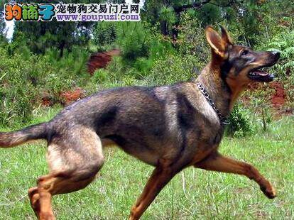 训练昆明犬学会定点排泄，力争成为文明宠物犬