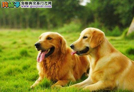 金毛犬多大可以吃美毛粉