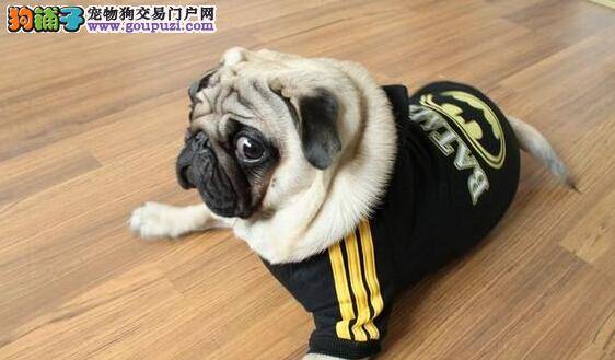 护理有妙招 简单几步成功护理好巴哥犬的口腔