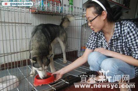 从收养流浪犬到开家宠物店当起了“狗妈妈”