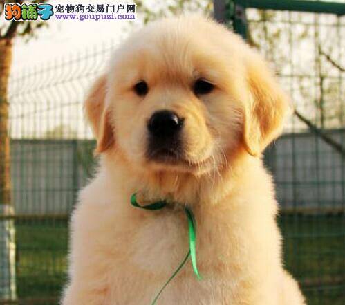 多大年龄的金毛犬是家庭饲养的最佳选择