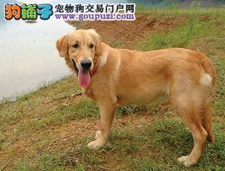 我家有只“神犬”生活能自理  智商已达到人的五六岁