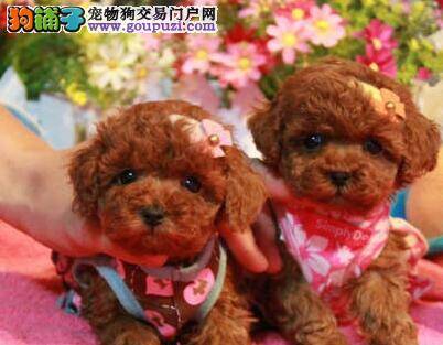 我家泰迪犬产后毛色变淡是正常情况吗