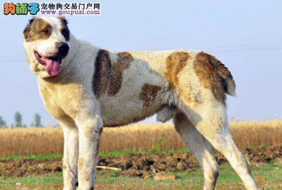 炎炎夏季 中亚牧羊犬容易遇到哪两大问题