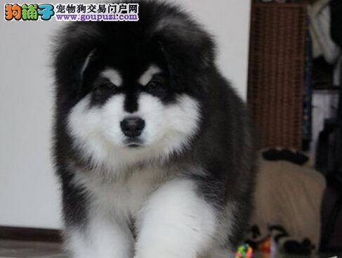 阿拉斯加犬什么时候注射疫苗