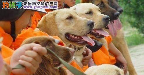 警犬抓贼立功  民警给它颁发大红花