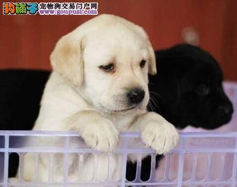 拉布拉多犬最近干呕而且便秘应怎么办