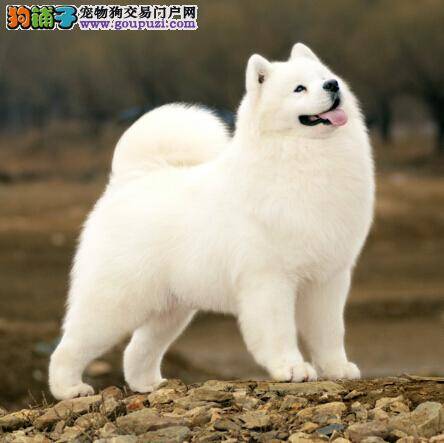 备足功课 主人初次带萨摩耶游泳应做好的准备