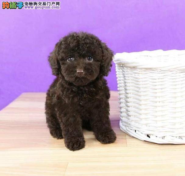 我家泰迪犬最近胃口一直不好，拉稀吃什么药好