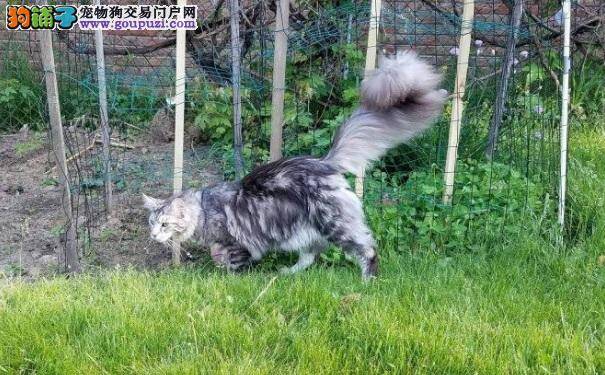 猫咪尾长近半米仍在生长 打破世界纪录