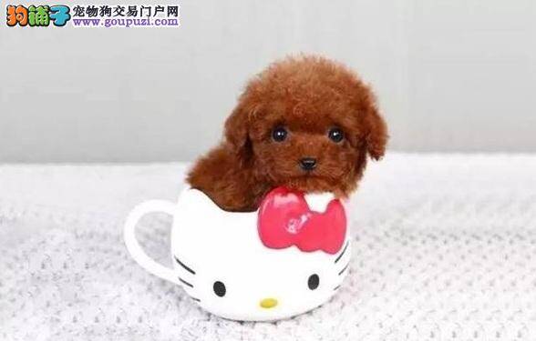 茶杯犬有哪些犬种 体型最小的茶杯犬大全