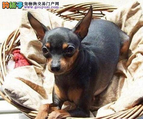 熟悉狗狗肢体语言 领会小鹿犬内心的想法