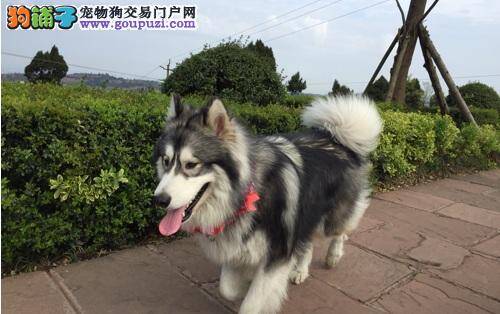 给阿拉斯加雪橇犬挑选健康狗粮的方法