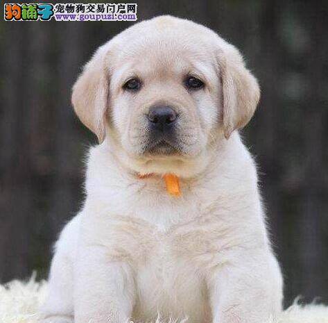 拉布拉多犬喝水不吃狗粮怎么回事