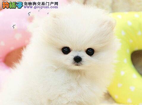 关于博美犬喂养与护理的原则分享