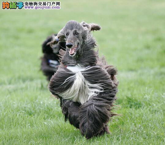 听口令吠叫法 怎样对阿富汗猎犬进行发声训练