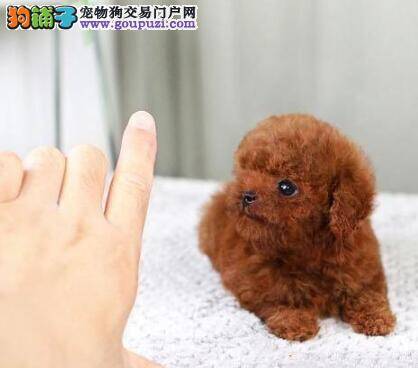 贵宾犬患上肠胃型犬瘟应如何医治它