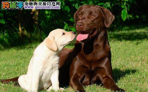 拉布拉多寻回犬常见疾病及健康注意事项