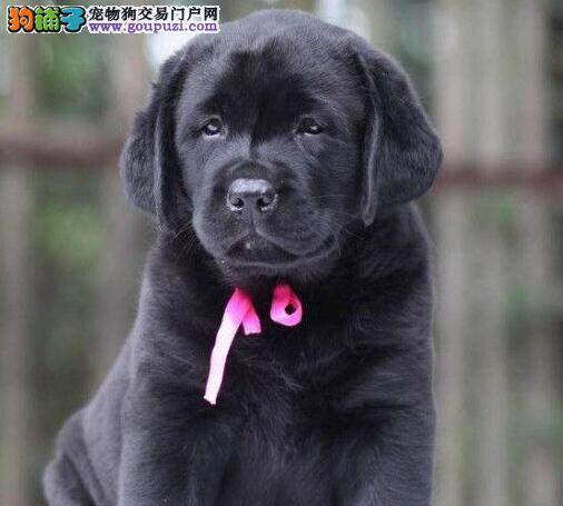 拉布拉多犬真假感冒的判断依据