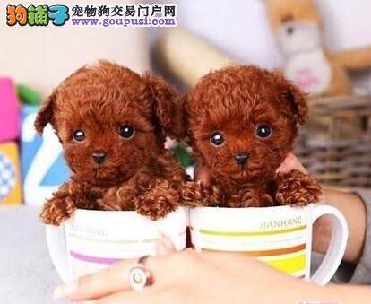 买狗前的五步看法 教你这样挑选泰迪犬
