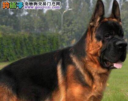 德国牧羊犬坚决不能吃的食物名单