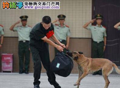 老兵退伍警犬难舍难分 分离场面催人泪下