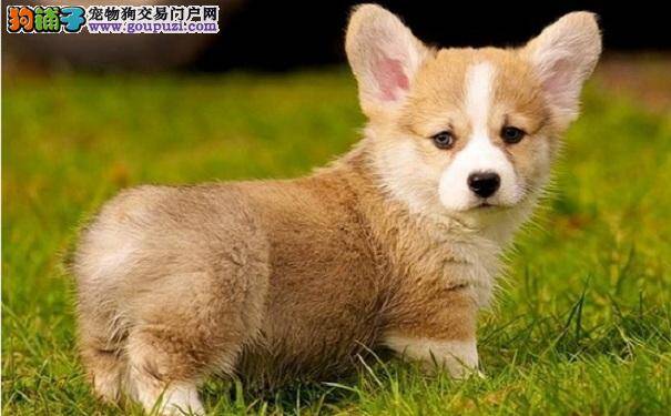 威尔士柯基犬喝水问题 柯基犬饮水重要性
