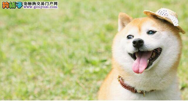 主人拿着肉哄着小柴犬，结果狗狗竟然这样做了