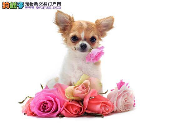 读懂宠物心 听懂吉娃娃的语言所代表的含义